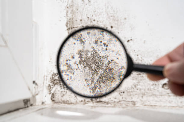 Why You Should Choose Our Mold Remediation Services in Woodville, OH